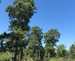 Lost Pines Forest, Bastrop, Texas. Loblolly pines and yaupon holly under a clear blue sky. This is the primary type of landscape we, Lost Pines Yaupon Tea, harvests our yaupon for making yaupon tea with.